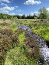 復元工事により水位が上昇し湿原植物の再生が進む泥炭地