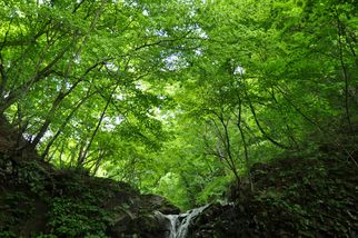 「天然水の森」活動～水と生命（いのち）の未来のために