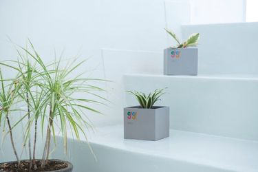 土を使わない観葉植物のギフト「GG」