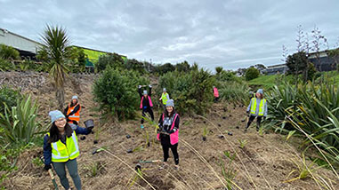 オークランド、プヒヌイ清流の近くでの植林