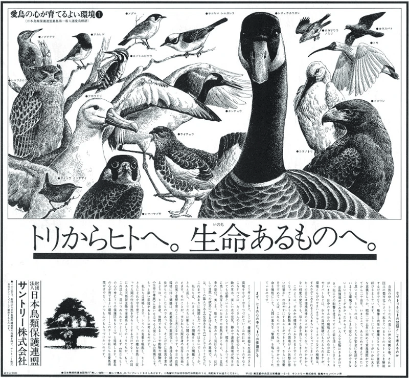 1973年に掲載された最初の愛鳥キャンペーン新聞広告。「10年以上続けた新聞の意見広告の反響は非常に大きく、現在、保護活動に携わる方のなかにも、子どものころにその広告を見たことがきっかけだと言う方にも出会います」（高井）。