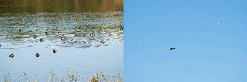 この日、撮影に訪れた「東京港野鳥公園」でも、首都港湾部にありながら意外なほど多くの野鳥の姿を見ることができました。