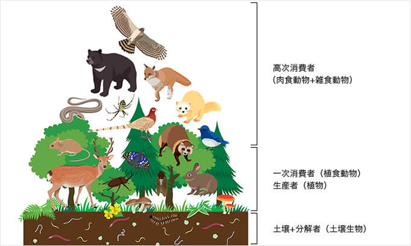 日本の森の生き物たちを植物連鎖の関係性から描いた概念図。ピラミッドの上位に立つ「高次消費者」よりも、中層から下層に位置する動植物がたくさんあることで生態系は成り立っています。