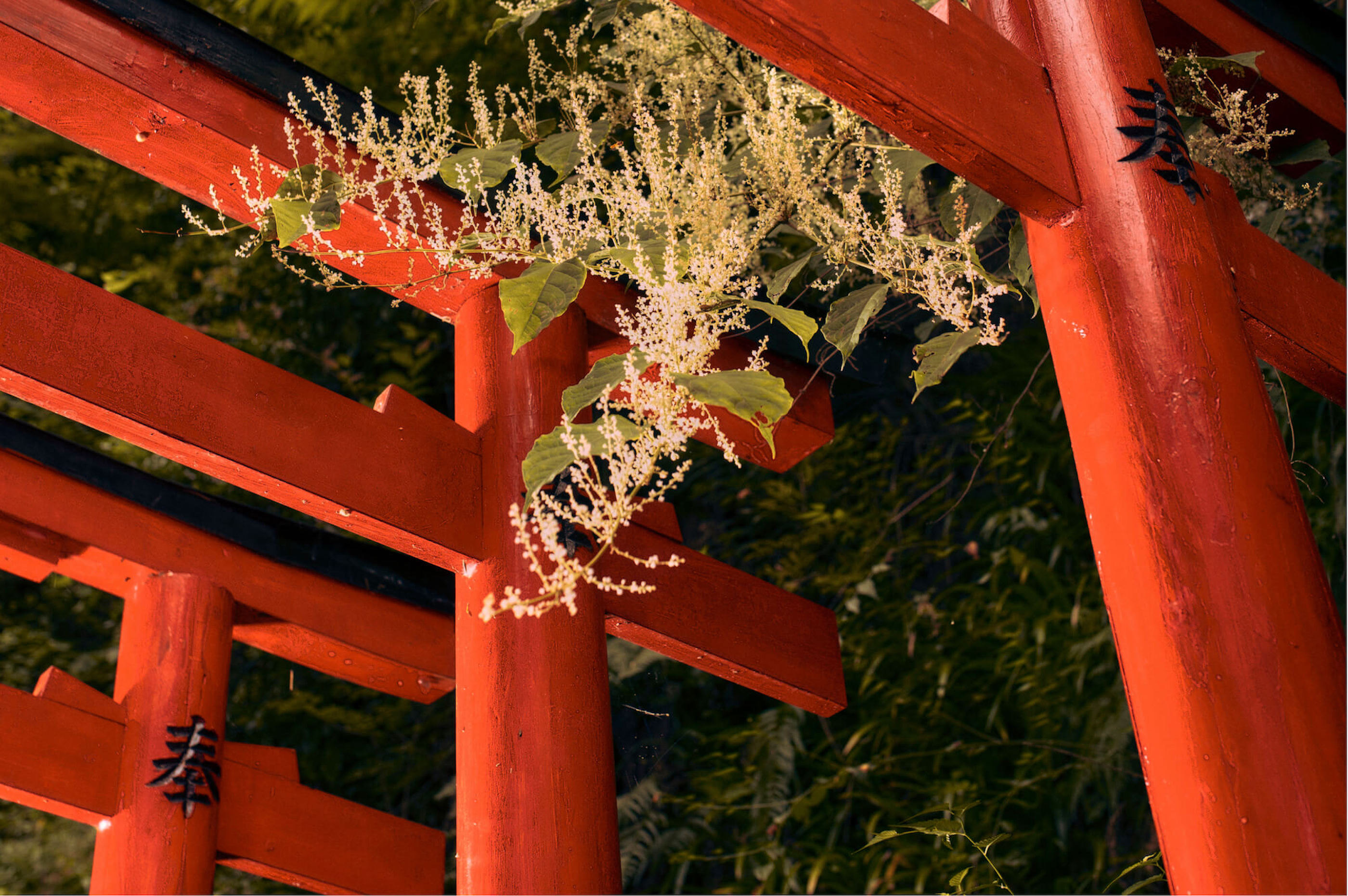 サントリー山崎蒸溜所の鳥居をクローズアップ写真。