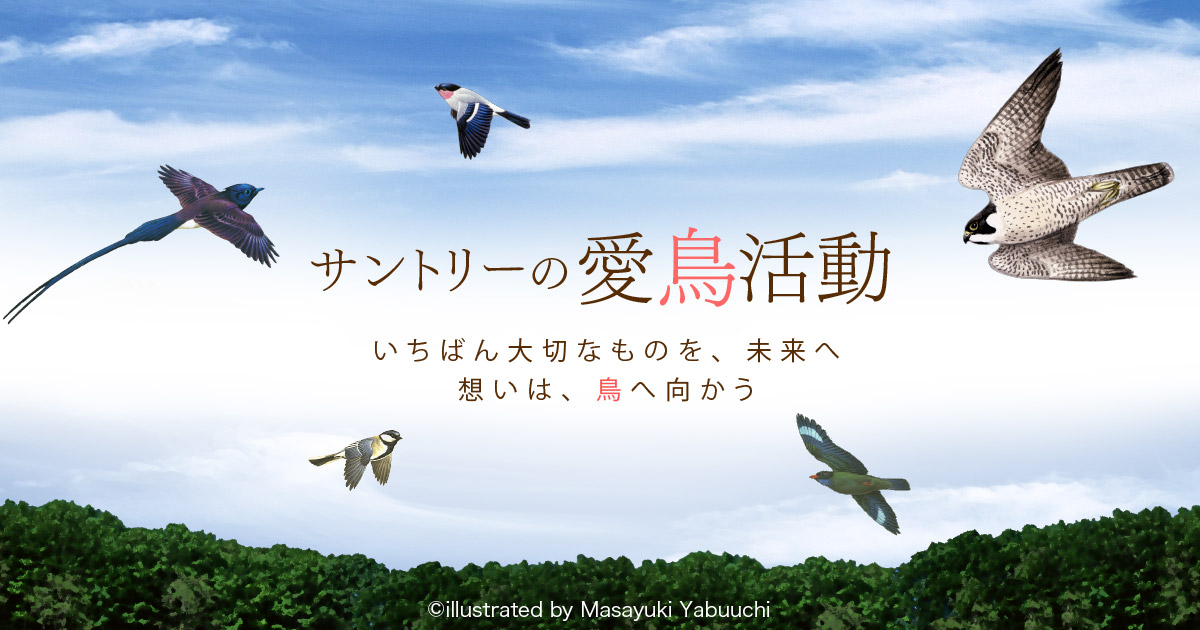 ハヤブサ 日本の鳥百科 サントリーの愛鳥活動