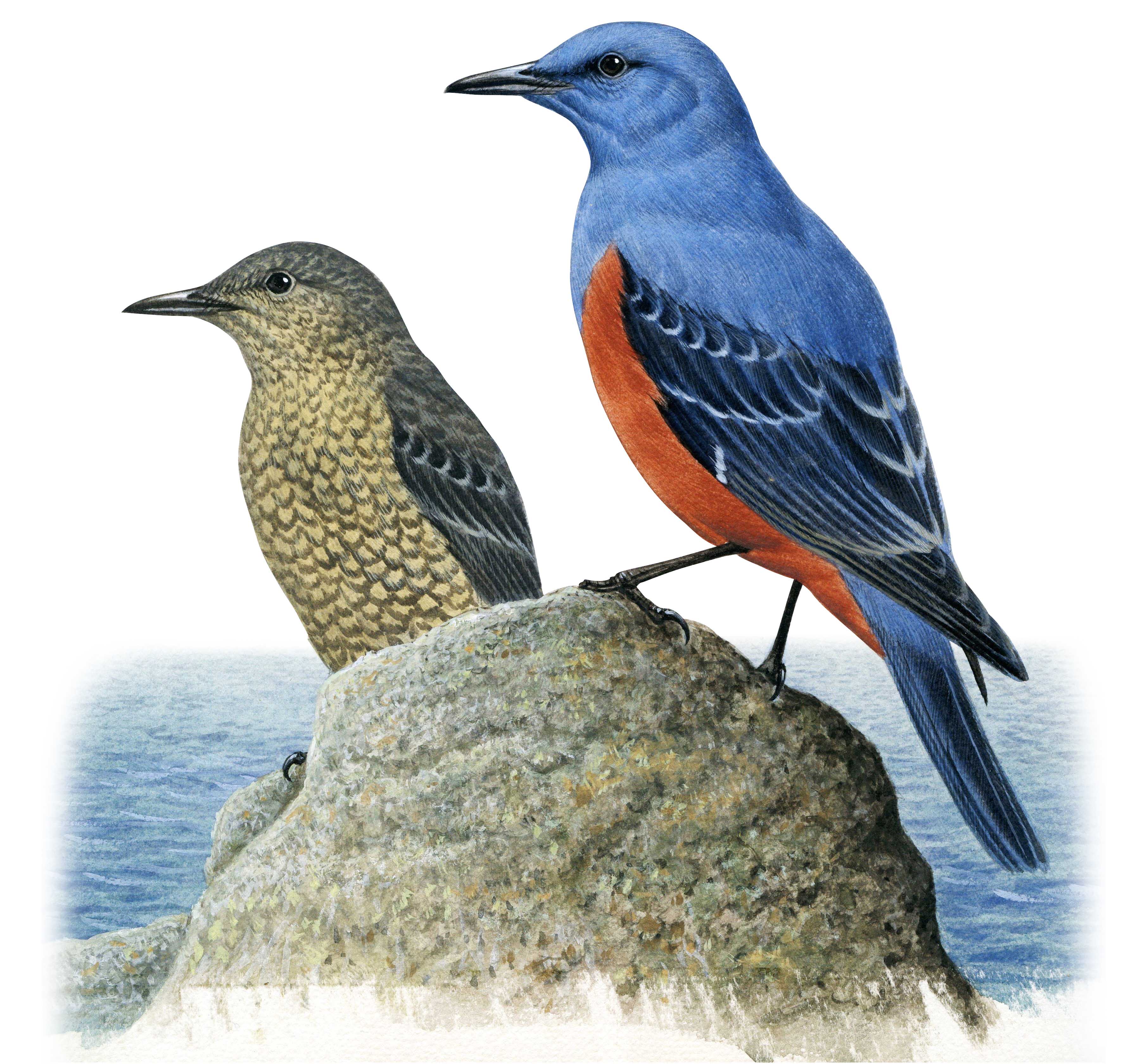 イソヒヨドリ 日本の鳥百科 サントリーの愛鳥活動