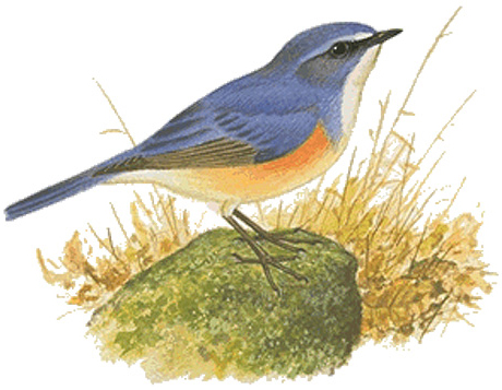 ルリビタキ 日本の鳥百科 サントリーの愛鳥活動