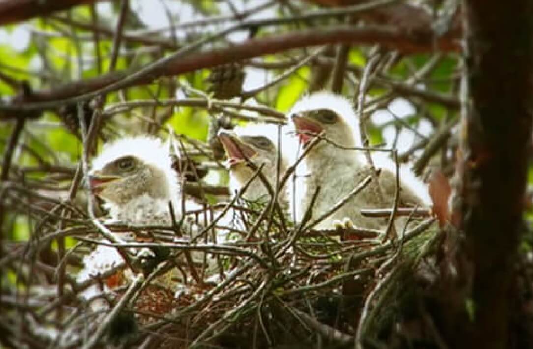 動植物相の写真