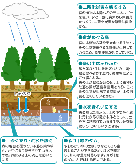 森の循環