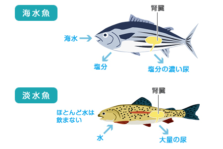 浸透圧の仕組み