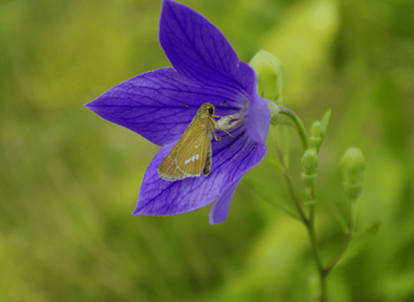 20201110_hakusyuphoto_2.png