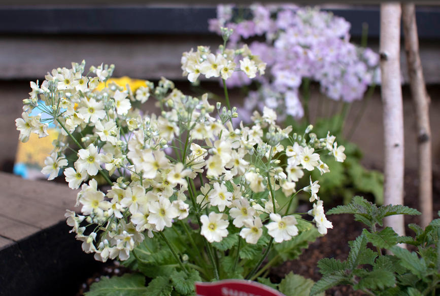 カフェからの花だより vol.6