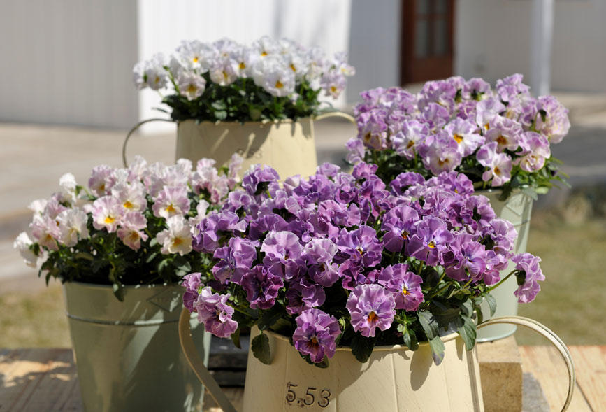 とにかく育てやすい！花がたくさん咲く秋冬の花