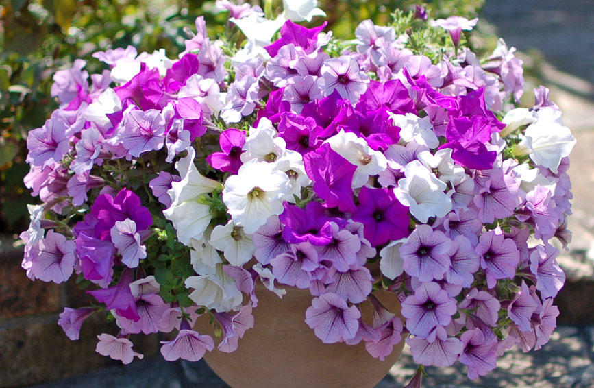 ペチュニアの育て方～植え込みから切り戻しまで栽培ポイント | あしたの花にできること | サントリーフラワーズ