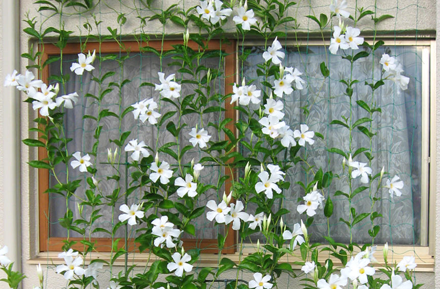 グリーンカーテンの作り方・花や野菜のカーテンにおすすめの植物