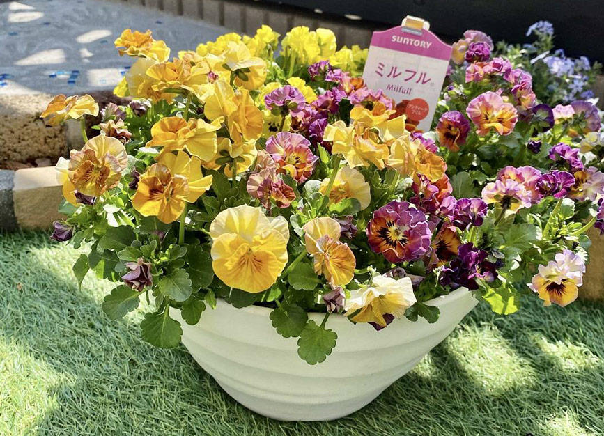 ビオラ パンジーの育て方～鉢・土・苗や植え方など栽培ポイントも | あしたの花にできること | サントリーフラワーズ