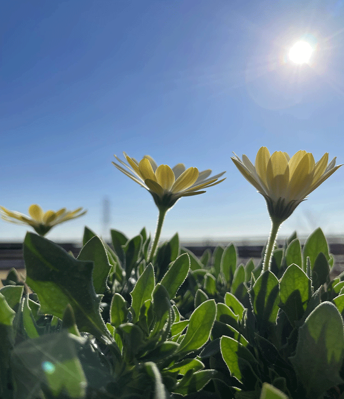 太陽とキララの花