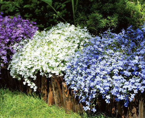 ロベリア地植え