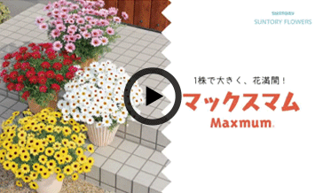 マックスマム紹介動画