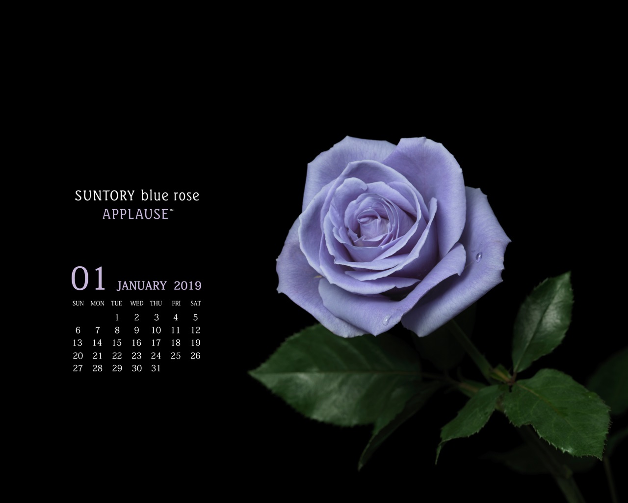 お花の壁紙カレンダー2019年1月 1280 1024 サントリーフラワーズ
