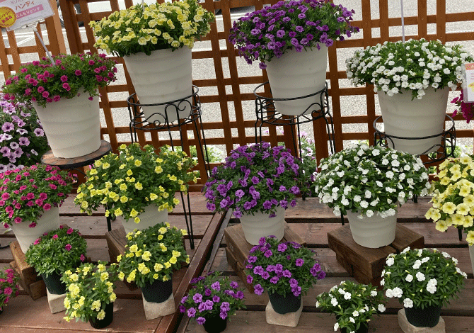 ミリオンベル ハンディ様々な大きさの花鉢が並んだ画像