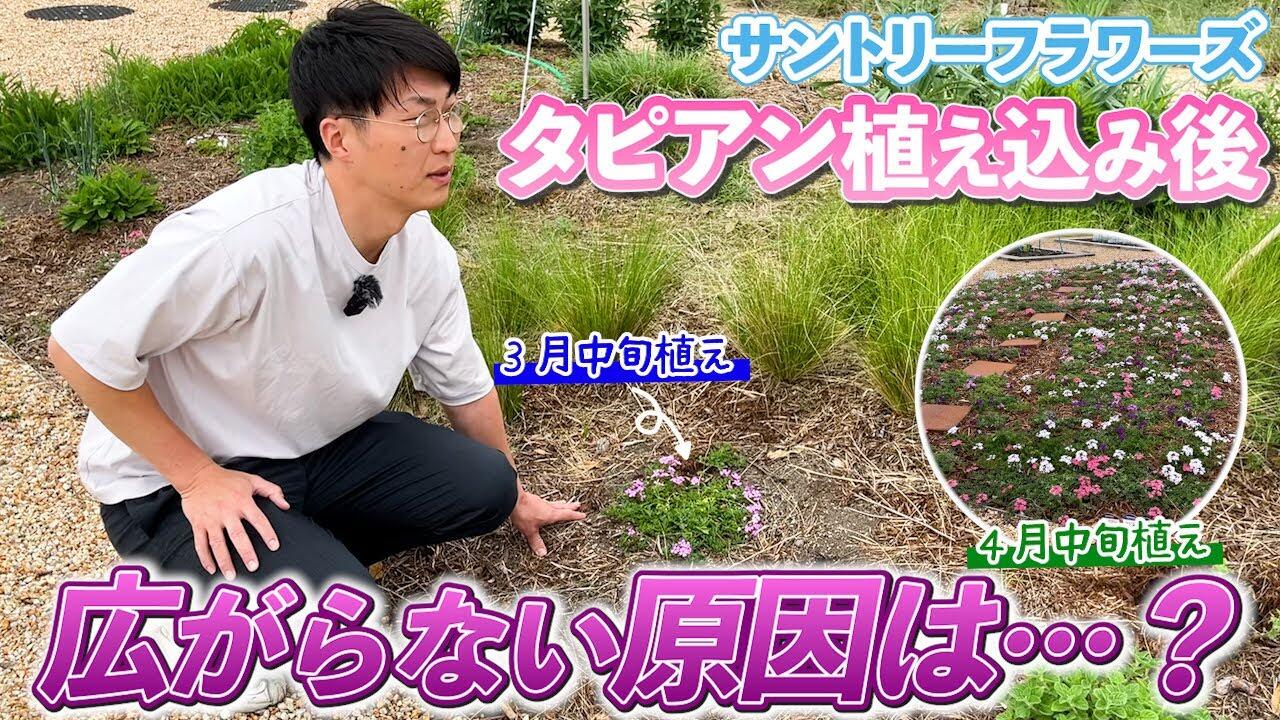 【グランドカバー】タピアンが広がらない?理由を解説します