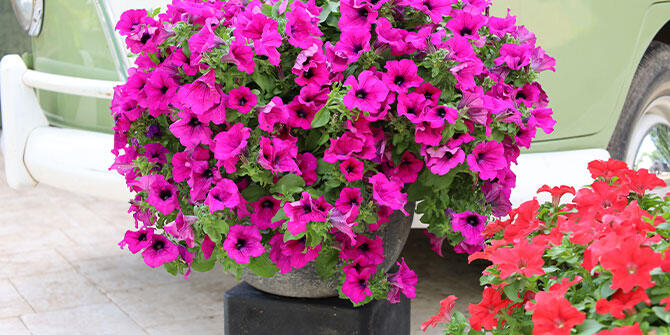 サフィニア PREMIUM SERIES花苗の育て方