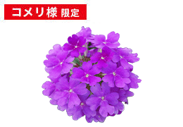 花手毬～花苗 むらさき