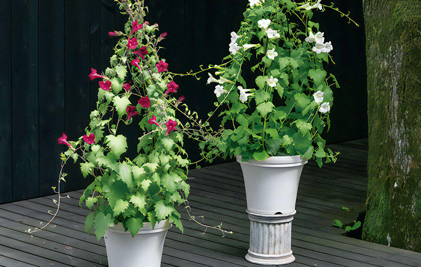 ロフォス グランデ