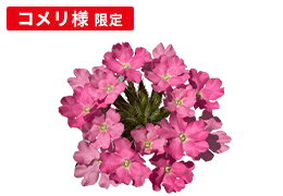 花手毬～花苗 さくら