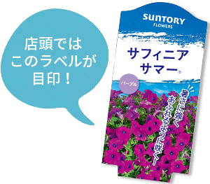 サフィニアサマー花苗のラベル