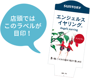 エンジェルス イヤリング 花苗 ガーデニング 園芸 サントリーフラワーズ
