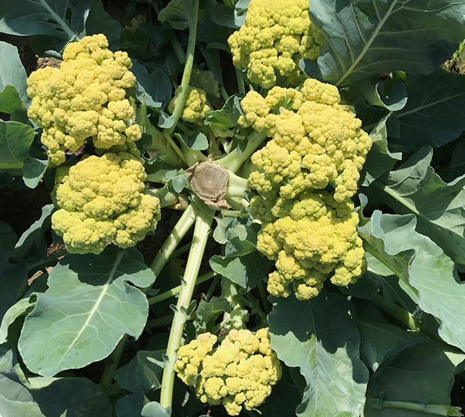 側花蕾が出現しやすい本気野菜のブロッコリー