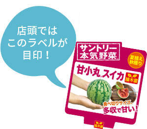 甘小丸スイカ