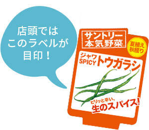 ジャワSPICYトウガラシ