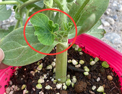 本気野菜スイカ 接木苗の植え込み