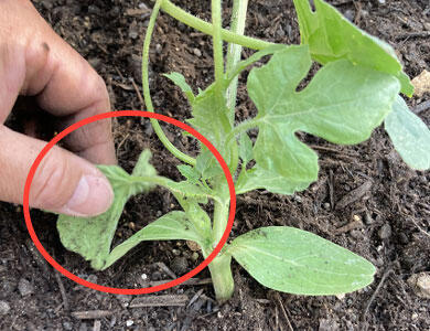 本気野菜スイカ 接木苗の植え込み