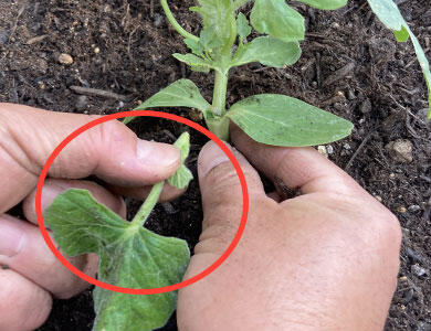 本気野菜スイカ 接木苗の植え込み