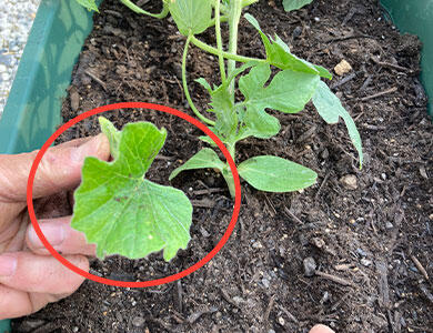 本気野菜スイカ 接木苗の植え込み