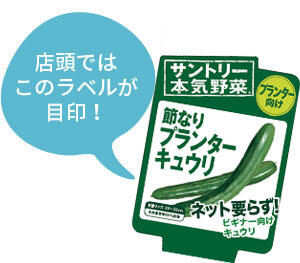 節なりプランターキュウリ