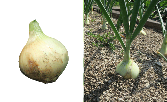 本気野菜たまねぎのあまたま