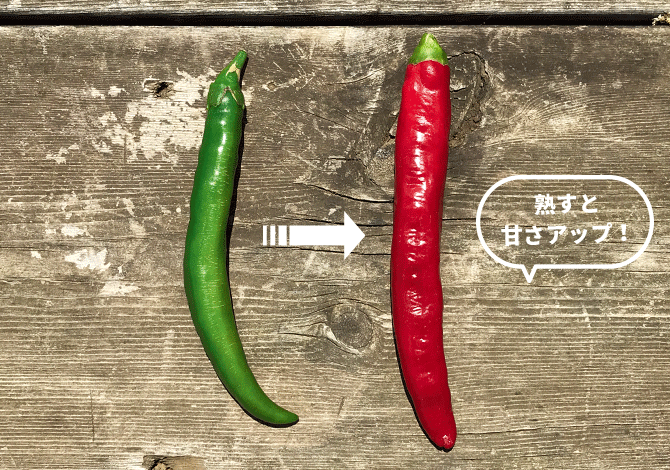 サクサクししとうが緑から熟して赤色に変化したものと比較画像