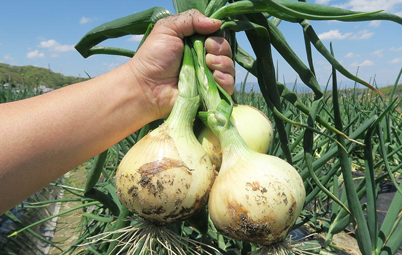 本気野菜たまねぎ あまたま早生