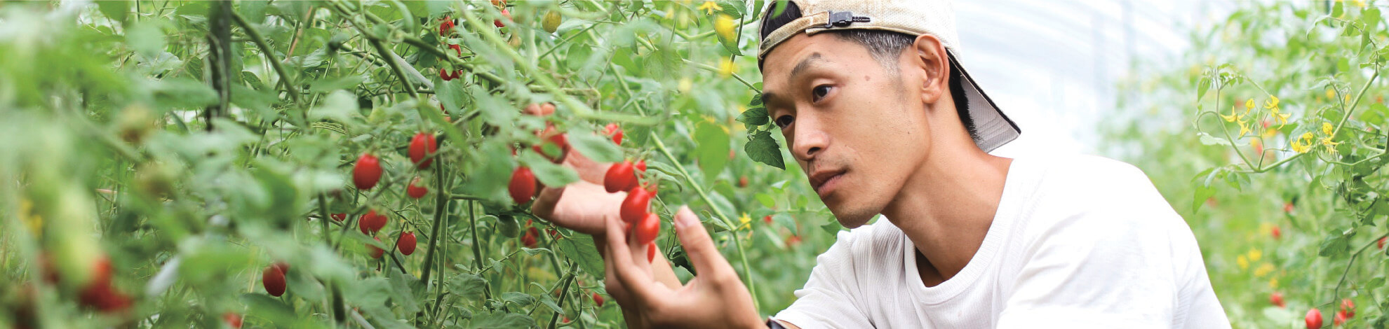 本気野菜の篤農家・菅原さんの写真