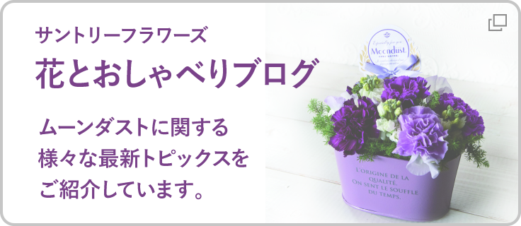 サントリーフラワーズ 花とおしゃべりブログ　ムーンダストに関する様々な最新トピックスをご紹介しています。