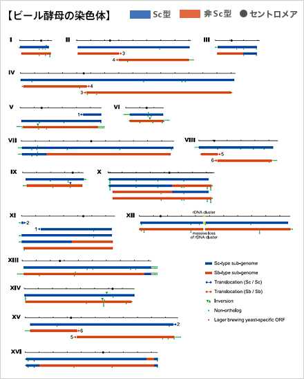 ビール酵母の染色体