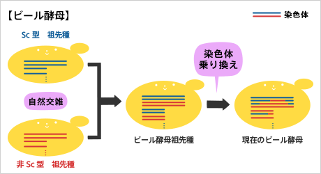 現在のビール酵母が出来るまでの図