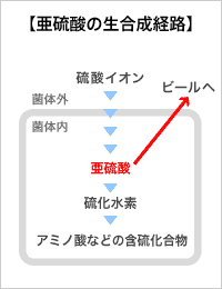 【亜硫酸の生合成経路】