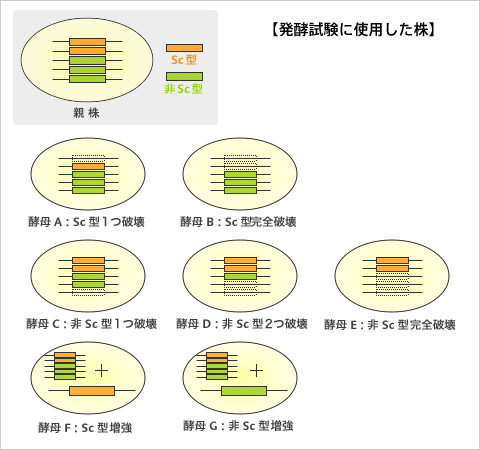 【発酵試験に使用した株】