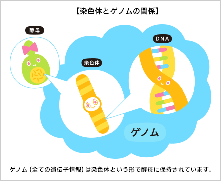 現在のビール酵母が出来るまで